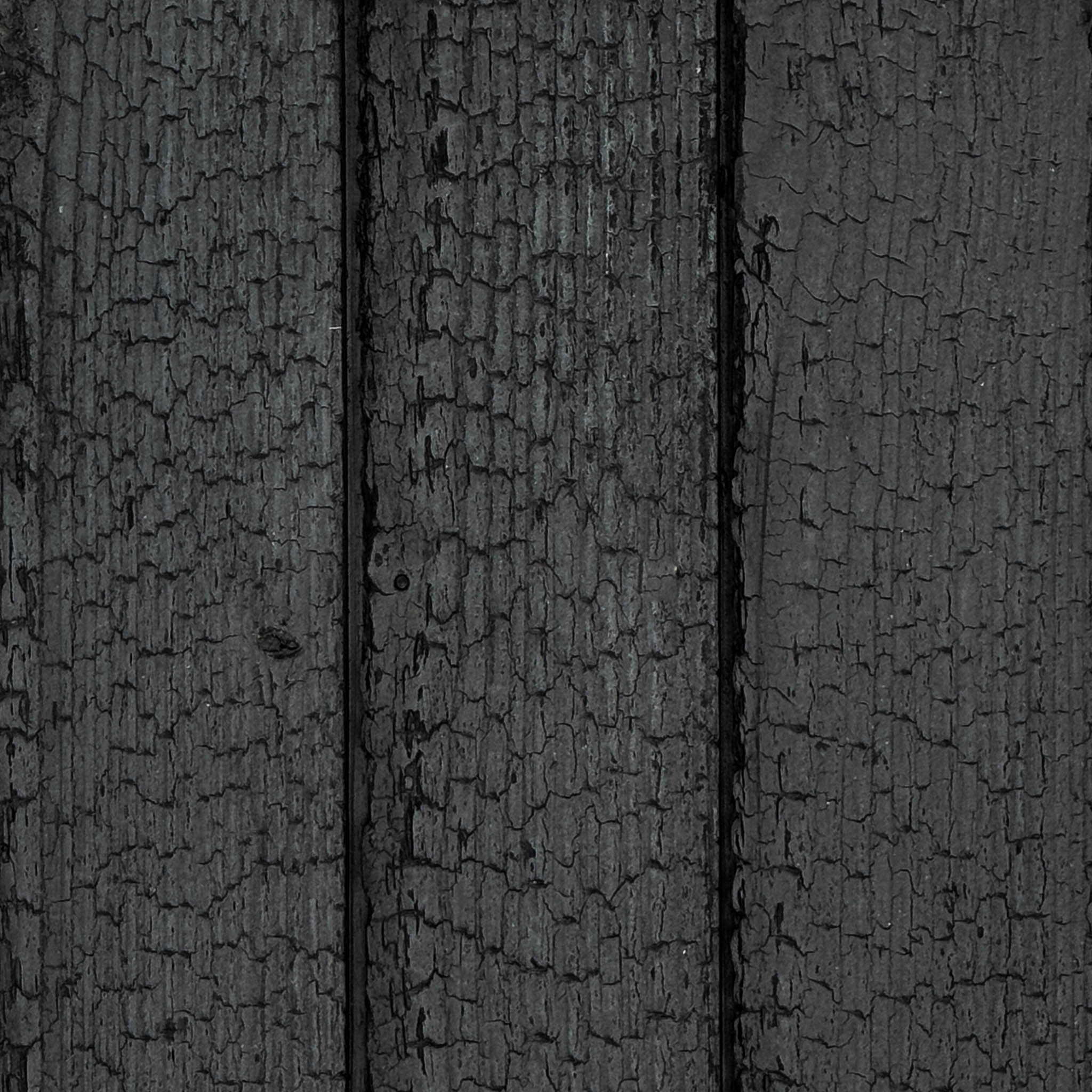 Carbon Douglas Fir - Image 2