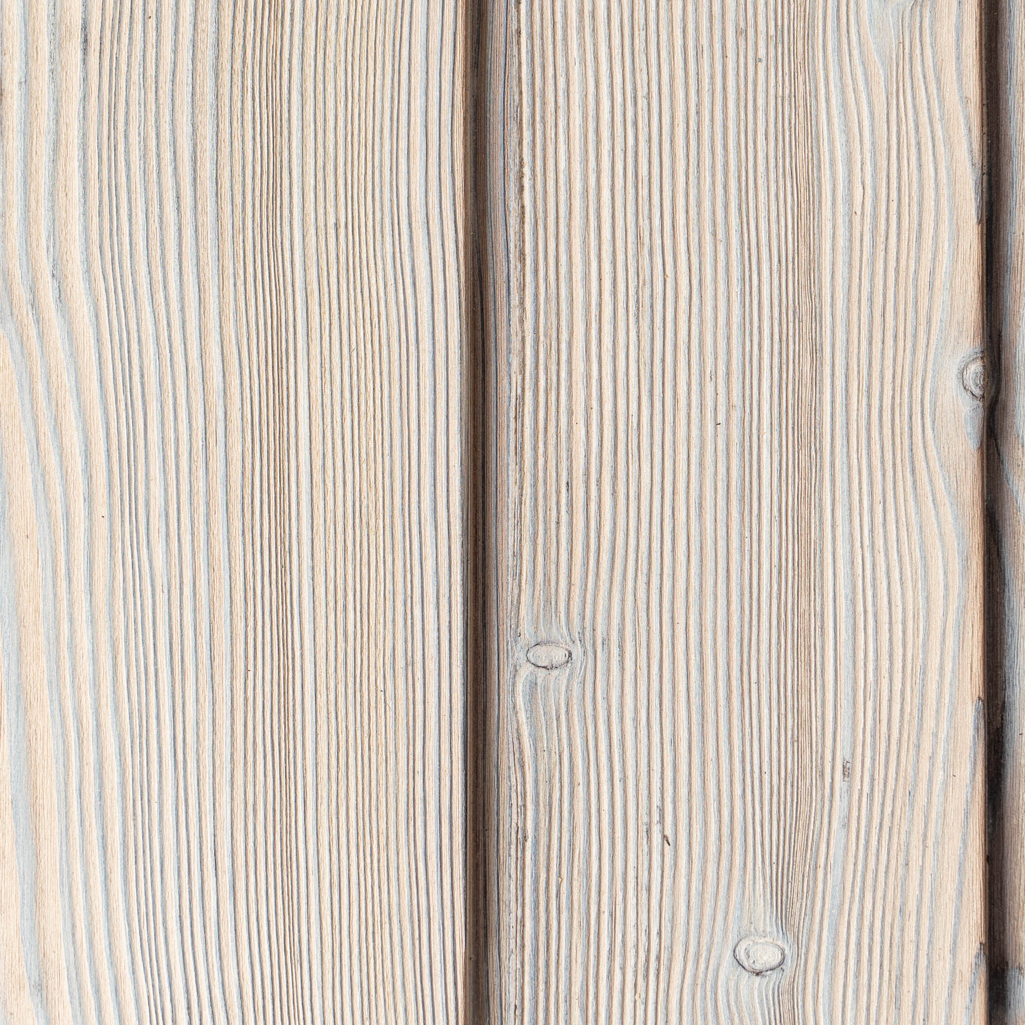 White Larch - Image 2